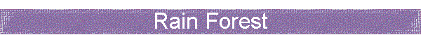 Rain Forest