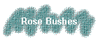 Rose Bushes